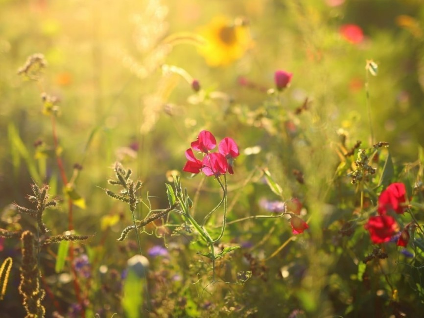 bild krebsberatung 2